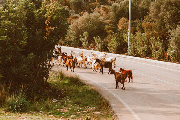 Accidentes con animales en la carretera ¿Quién es el responsable?